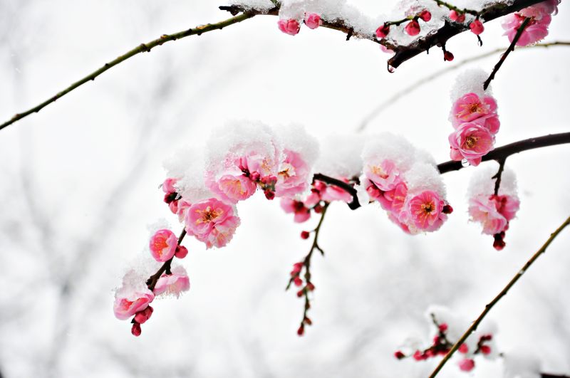 hoa ume trong tuyết trắng hoa ume trong tuyết trắng
